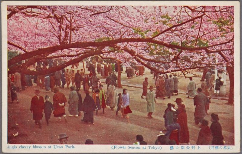 hanami hanami